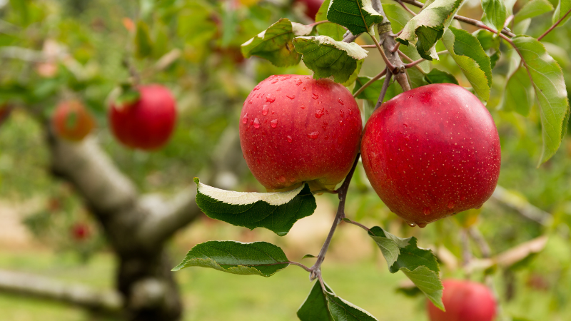 Close-up of two ripe, bright red apples hanging from a tree branch, covered in fresh water droplets and surrounded by green leaves against a blurred orchard background.