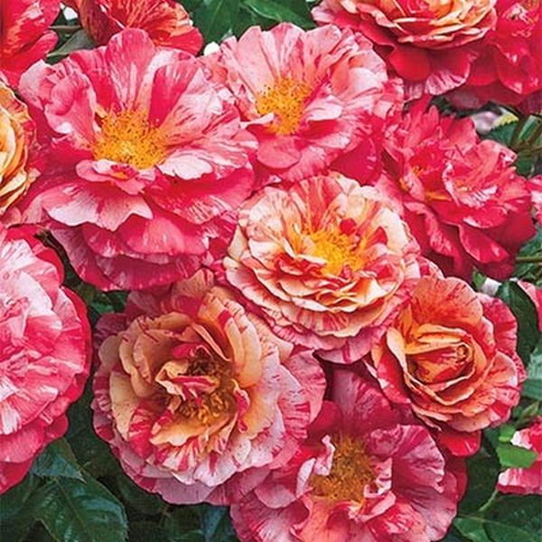 Frida Kahlo&reg; Floribunda Rose - Nature Hills Nursery - #3 Container - 
