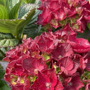 Frill Ride&trade; Bigleaf Hydrangea - Nature Hills Nursery - #2 Container - 