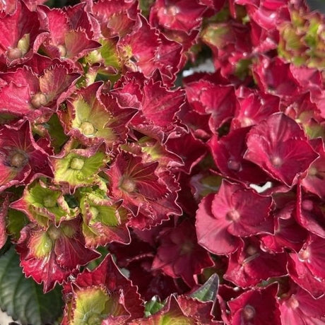 Frill Ride&trade; Bigleaf Hydrangea - Nature Hills Nursery - #2 Container - 