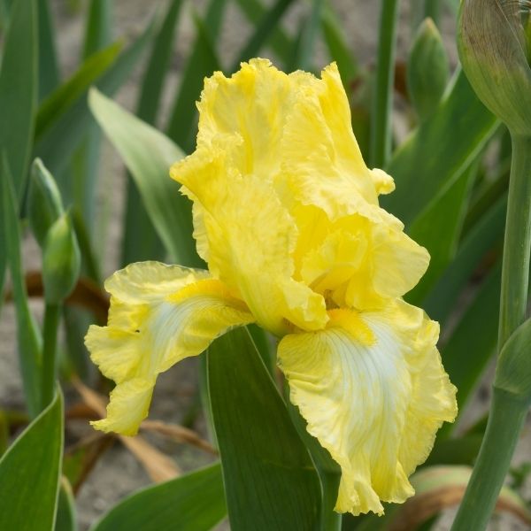 Fringe of Gold Tall Bearded Iris - Nature Hills Nursery - Bareroot - 