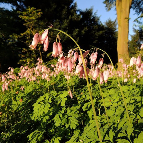 Fringed Bleeding Heart - Perennial - Nature Hills Nursery - 1 Container - 