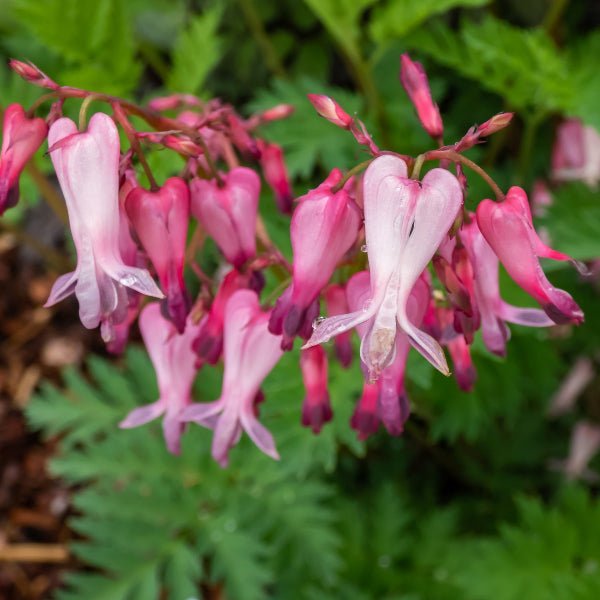 Fringed Bleeding Heart - Perennial - Nature Hills Nursery - 1 Container - 
