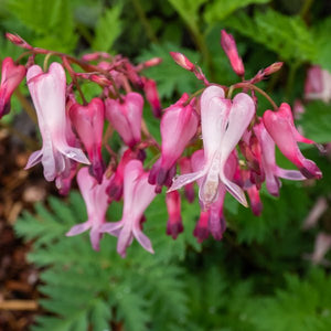 Fringed Bleeding Heart - Perennial - Nature Hills Nursery - 1 Container - 