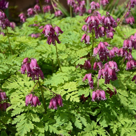 Fringed Bleeding Heart - Perennial - Nature Hills Nursery - 1 Container - 