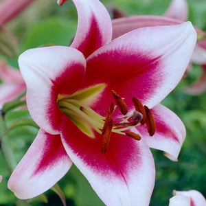 Friso Lily - Nature Hills Nursery - 5 Pack Bulbs - 