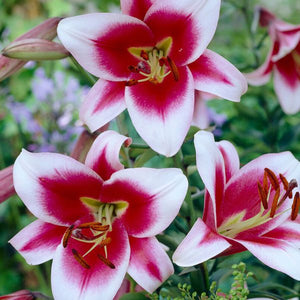 Friso Lily - Nature Hills Nursery - 5 Pack Bulbs - 