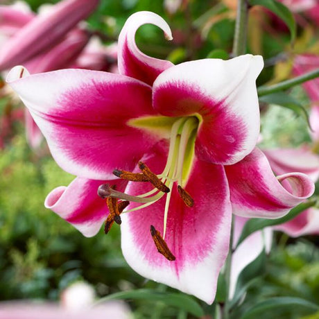 Friso Lily - Nature Hills Nursery - 5 Pack Bulbs - 