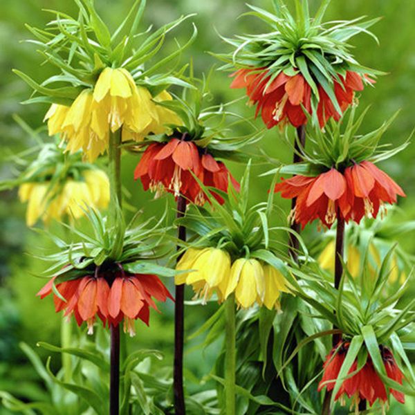 Fritillaria Blend Blooms