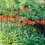 Fritillaria Rubra Blooms