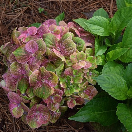 Froggie&trade; Bigleaf Hydrangea - Nature Hills Nursery - #2 Container - 