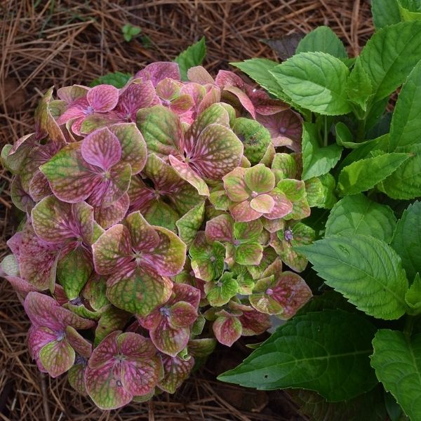 Froggie&trade; Bigleaf Hydrangea - Nature Hills Nursery - #2 Container - 