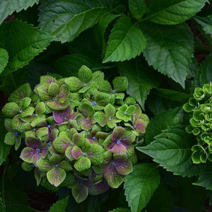 Froggie&trade; Bigleaf Hydrangea - Nature Hills Nursery - #2 Container - 