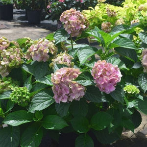 Froggie&trade; Bigleaf Hydrangea - Nature Hills Nursery - #2 Container - 