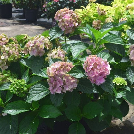 Froggie&trade; Bigleaf Hydrangea - Nature Hills Nursery - #2 Container - 