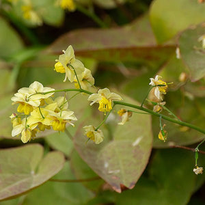 Frohnleiten Barrenwort (Epimedium x perralchinum 'Frohnleiten'), a perennial featuring yellow flowers and perennial.