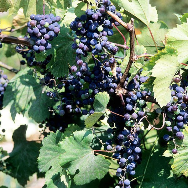 Frontenac&trade; Grape Vine - Nature Hills Nursery - Bareroot - 