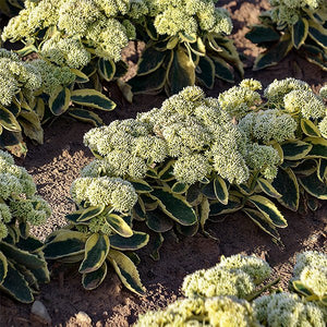 Frosted Fire Sedum - Nature Hills Nursery - #1 Container - 