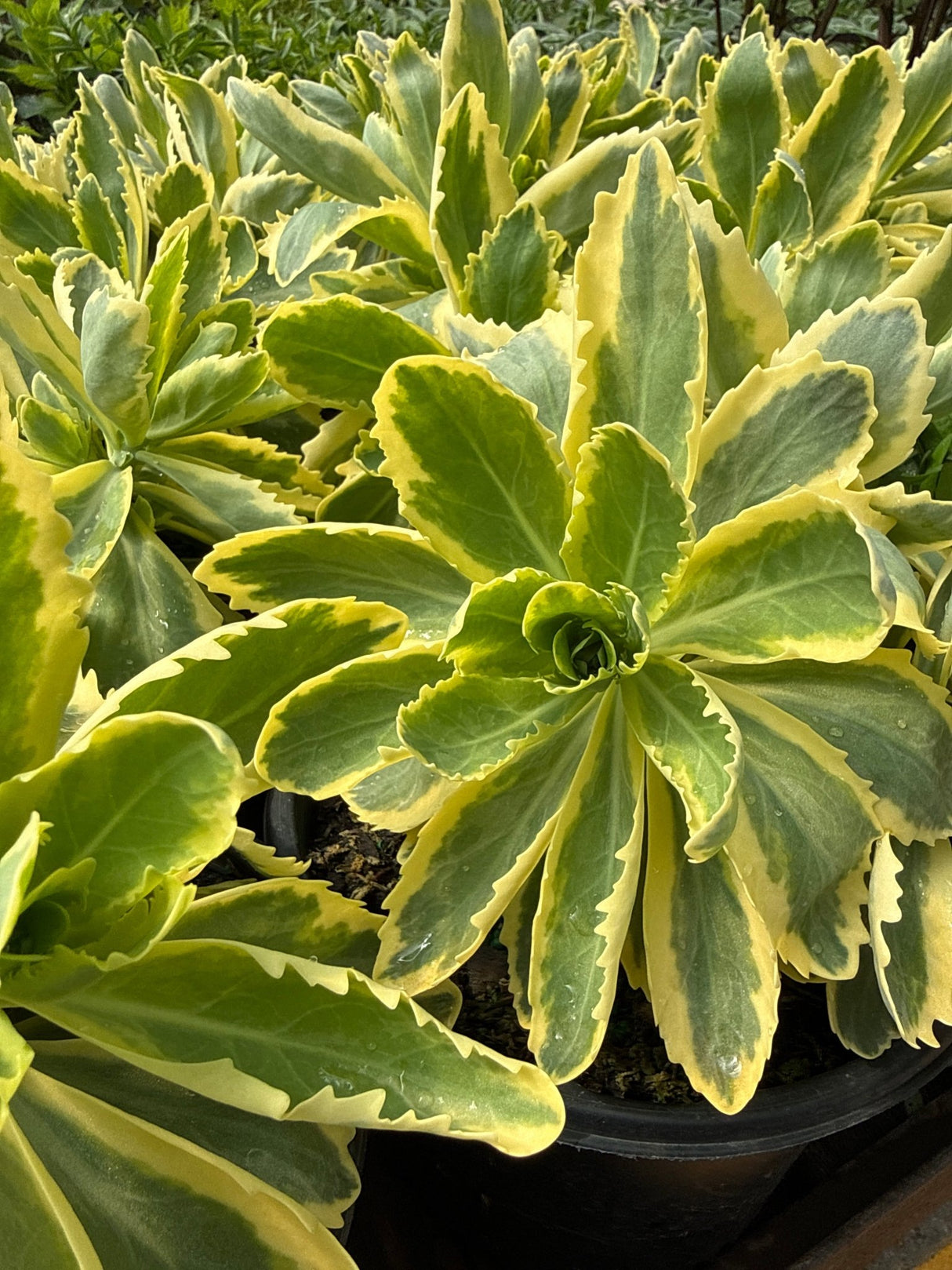 Frosted Fire Sedum displays thick succulent rosettes with blue-green centers and bright yellow marginal variegation in black nursery containers.