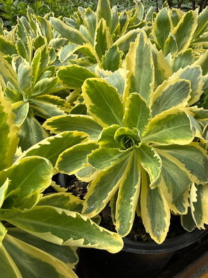 Frosted Fire Sedum displays thick succulent rosettes with blue-green centers and bright yellow marginal variegation in black nursery containers.