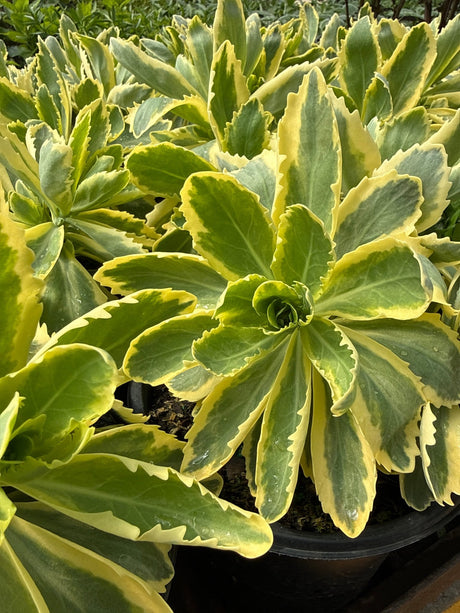 Frosted Fire Sedum displays thick succulent rosettes with blue-green centers and bright yellow marginal variegation in black nursery containers.