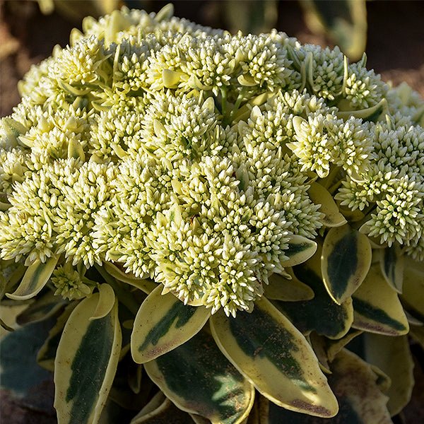 Close-up of pink sedum flowers on Frosted Fire Sedum.