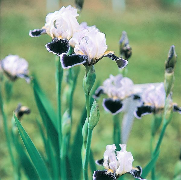 Frosted Velvet Tall Bearded Iris - Nature Hills Nursery - Bare Root Iris - 