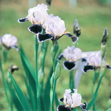Frosted Velvet Tall Bearded Iris - Nature Hills Nursery - Bare Root Iris - 