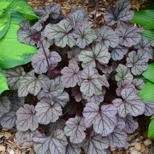 Frosted Violet Coral Bells - Perennial - Nature Hills Nursery - 1 Container - 