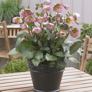 FrostKiss™ Dorothy's Dawn® Lenten Rose (Helleborus x 'EPB 29' PP28,010), a perennial featuring pink flowers and broad-leaved evergreen.