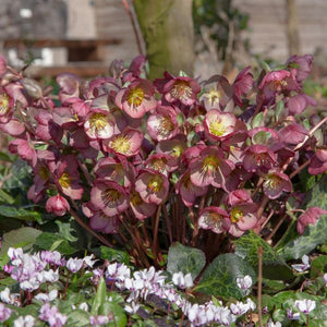 Frostkiss® Elemental® Lenten Rose (Helleborus x 'Elemental'), a shrub featuring pink flowers and broad-leaved evergreen.