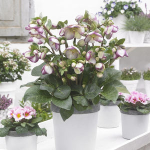 FrostKiss® Glenda's Gloss® Lenten Rose (Helleborus x 'EPB 25' PP28,008), a perennial featuring white, pink flowers and broad-leaved evergreen.