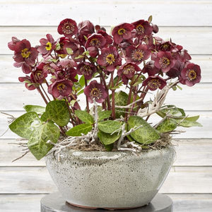Frostkiss® Vibey Velvet™ Lenten Rose (Helleborus x 'Vibey Velvet'), a perennial featuring red flowers and broad-leaved evergreen.