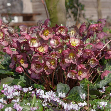 Frostkiss® Elemental® Lenten Rose