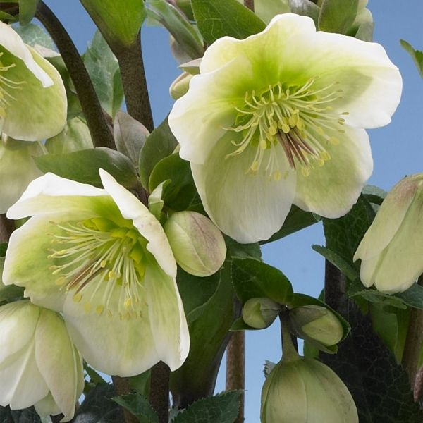 FrostKiss&trade; Molly's White&reg; Lenten Rose - Nature Hills Nursery - #1 Container 2 Pack - 