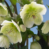 FrostKiss&trade; Molly's White&reg; Lenten Rose - Nature Hills Nursery - #1 Container 2 Pack - 