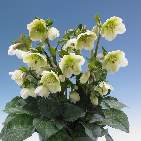 FrostKiss&trade; Molly's White&reg; Lenten Rose - Nature Hills Nursery - #1 Container 2 Pack - 