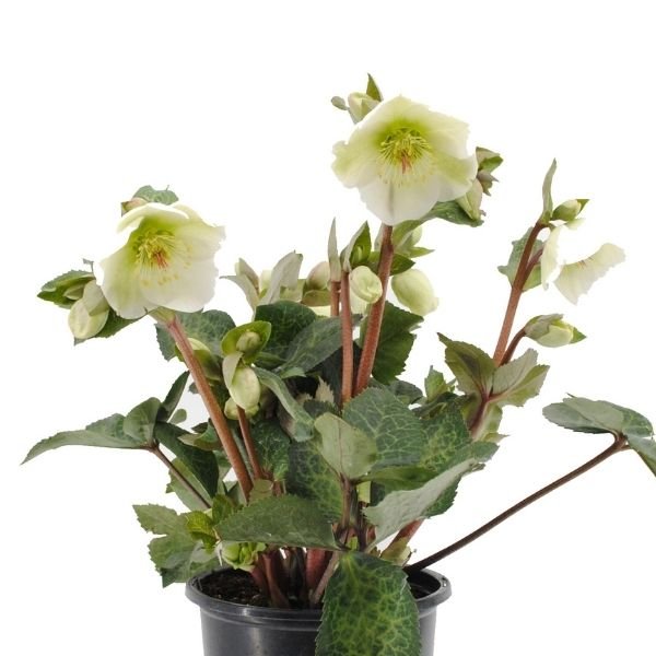 FrostKiss&trade; Molly's White&reg; Lenten Rose - Nature Hills Nursery - #1 Container 2 Pack - 
