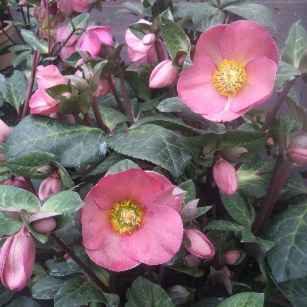 FrostKiss&trade; Penny's Pink&reg; Lenten Rose - Nature Hills Nursery - #1 Container 2 Pack - 