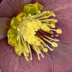FrostKiss&trade; Pippa's Purple&reg; Lenten Rose - Nature Hills Nursery - #1 Container 2 Pack - 