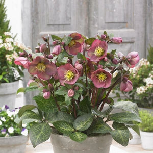 FrostKiss&trade; Pippa's Purple&reg; Lenten Rose - Nature Hills Nursery - #1 Container 2 Pack - 