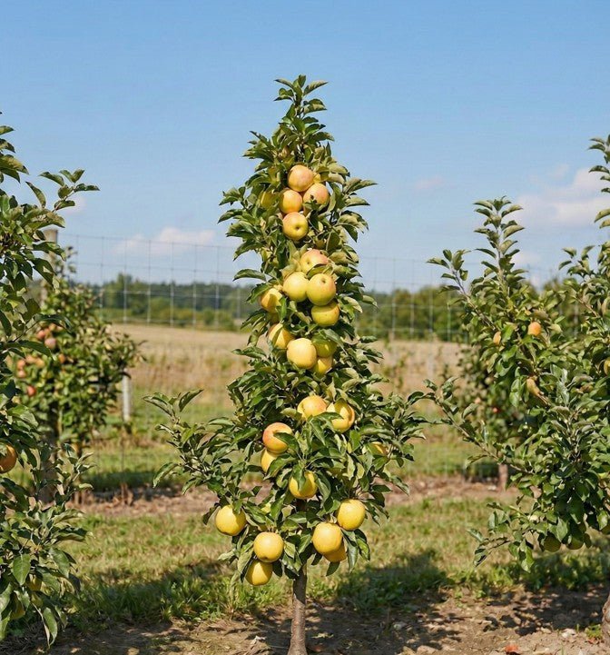 Fruit Snacks™ Golden Treat™ Apple