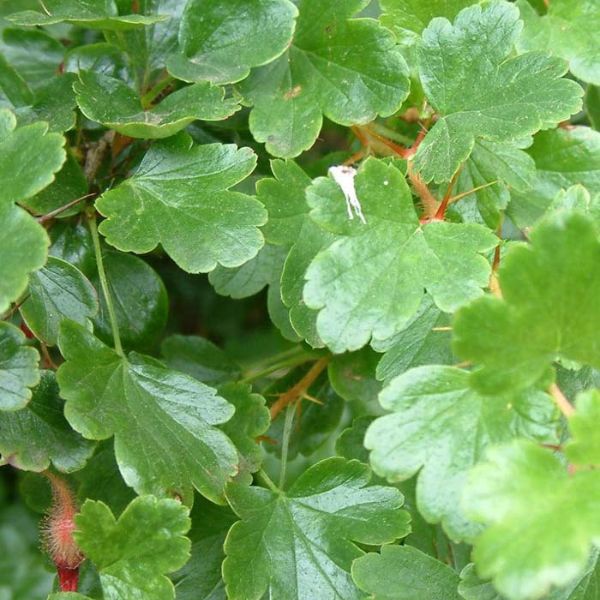 Fuchsia Flowering Gooseberry Bush - Nature Hills Nursery - #1 Container - 