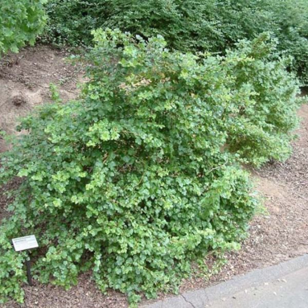 Fuchsia Flowering Gooseberry Bush - Nature Hills Nursery - #1 Container - 