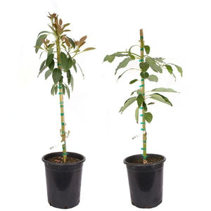Fuerte &amp; Hass Avocado Tree Combo - Nature Hills Nursery - #5 Container 2 Pack - 