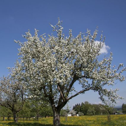 fuji plant Fuji Apple Tree