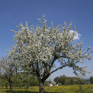 Close-up of pink, white malus flowers on Fuji Apple Tree blooming in late spring.