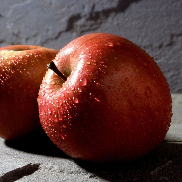 Deciduous foliage of Fuji Apple Tree (Malus 'Fuji') in a garden setting.