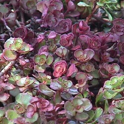 Fuldaglut Sedum - Nature Hills Nursery - #1 Container - 