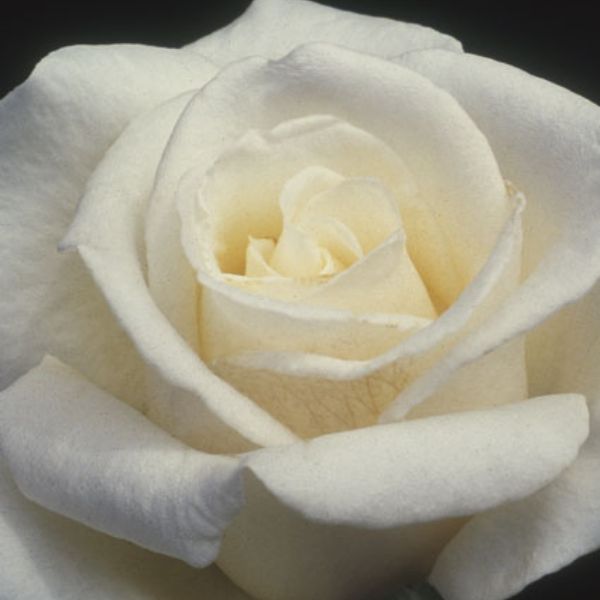 Full Sail Hybrid Tea Rose